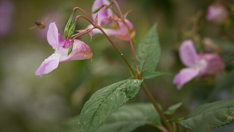 Himalayan Balsam