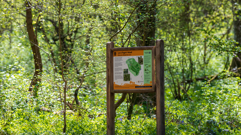 Information board in woodland