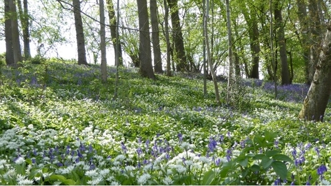 Wern Wood nature reserve spring 2022