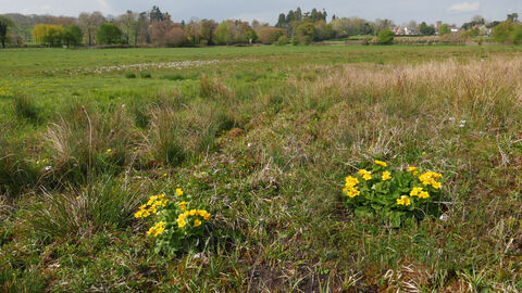 Ail Meadow Nature Reserve Marsh Marigold