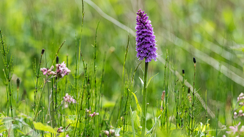 Ail Meadow Southern Marsh Orchid (c) Paul Lloyd