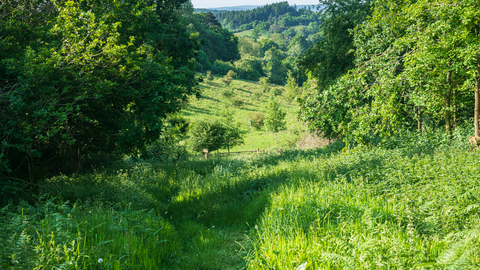 View through trees to sunlit grassy area