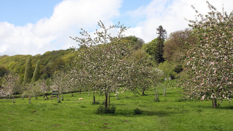 View of orchard with trees in blossom