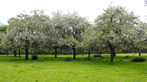 Trees in blossom
