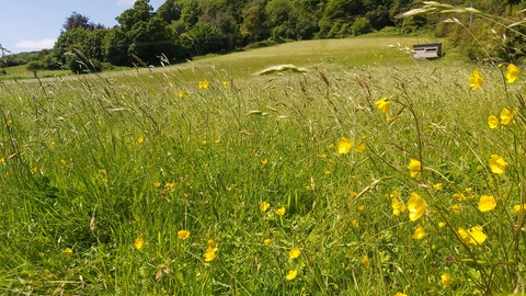 View of meadow sloping up, away, with woodland behind