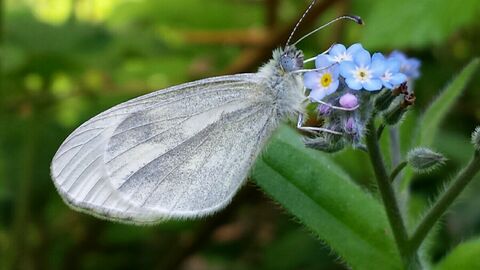 Wood white butterfly