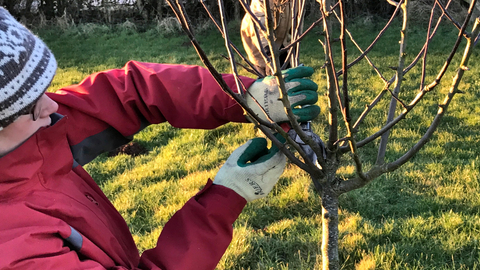 formative pruning