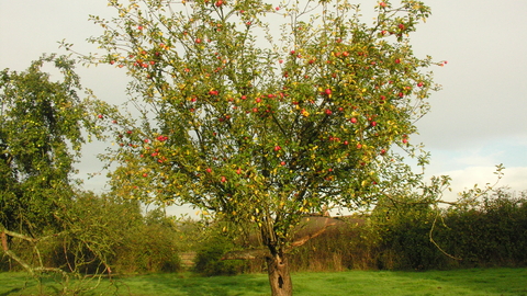 Orchard at Sturts North