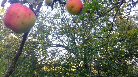 Common Hill orchard