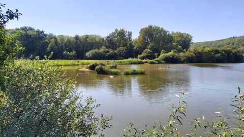 View across lake bordered by vegetation