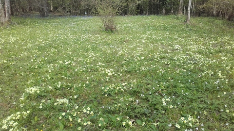 Leeping Stocks primroses