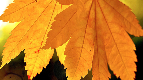Autumn colour leaves, Julian John