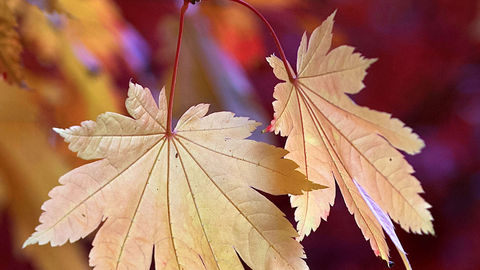 Autumn colour leaves, Julian John