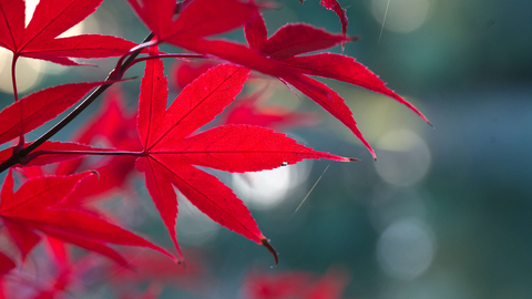 Autumn colour leaves, Julian John