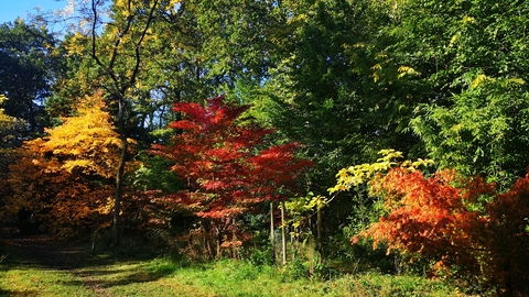 Young Japanese acers in the Autumn Garden displaying vibrant reds, oranges and yellows in full sunshine, against a backdrop of mature green trees and blue sky.