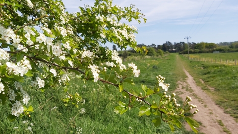 bough of hawthorn covered in white flowers in foreground with path behind stretching across meadow into distance