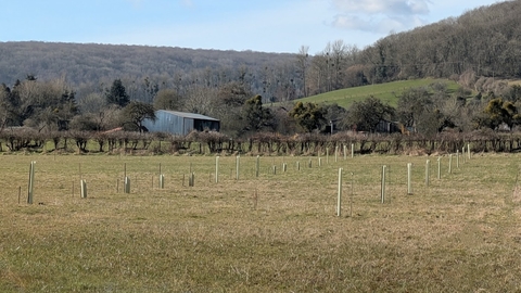 Tree guards in tows on a field with wooded hills in background