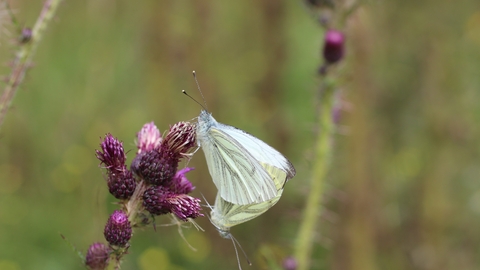 Two white butterflies on a purple thistle flower