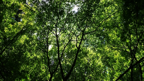 Looking up at the tree canopy - dense green foliage and dark branches highlighted by the light above