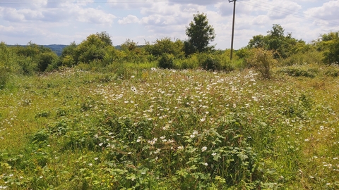 View across field with grass and scrub with some trees and telegraph pole in the distance