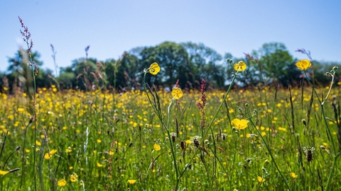 View through wildflower meadow with blue sky above