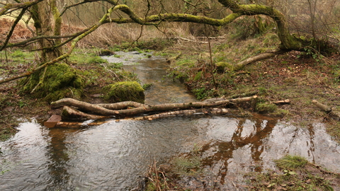 branches across a stream in a wooded area