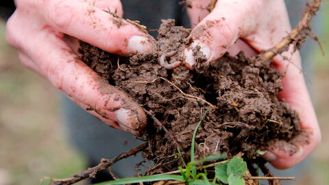 Healthy soil with earthworms