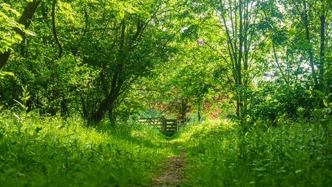 View along grassy path through a woodland to a gate