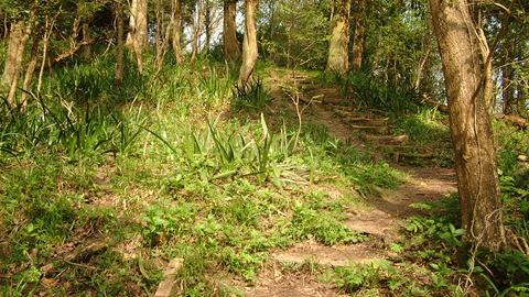 Path running up a wooded hill