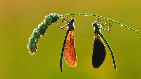 Two beautiful demoiselle damselflies on a grass seed head