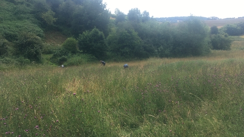 View across meadow with long grass, trees on slopes beyond