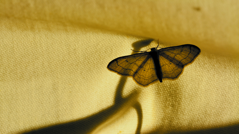 A moth caught in a moth trap