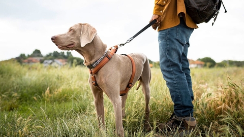 A walker with their dog in a meadow with houses in the distance