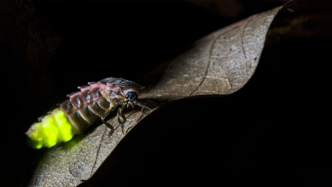Glow worm on a leaf in darkness