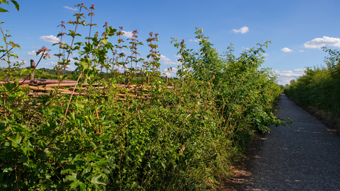 Hedgerow alongside a lane