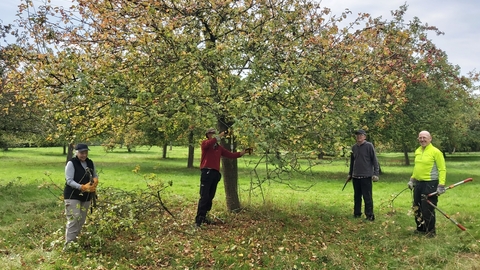 Four people with tools stood beneath an apple tree in an orchard in autumn