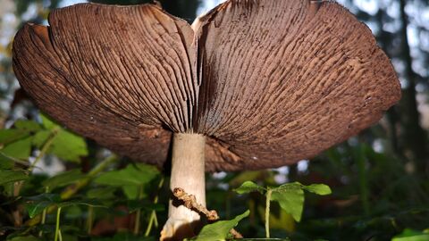 Fungi specimen at Queenswood Country Park showing the gills underneath