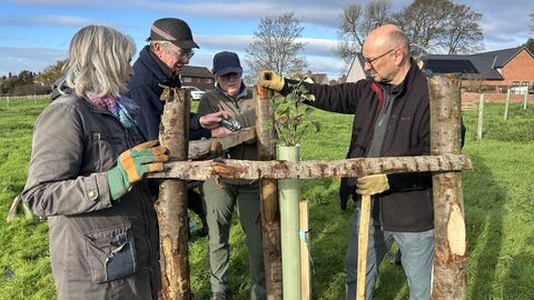 Four people installing wooden posts around a small tree in a field