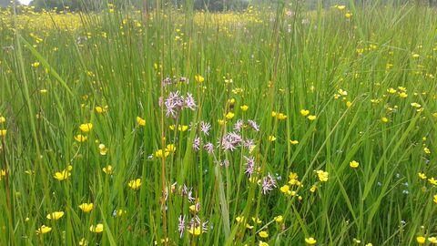 Ragged robin and buttercup flowers in meadow at Sturts Nature Reserve