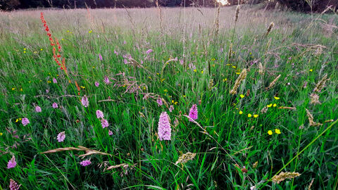 A colourful display of common spotted orchids at Quebb Meadow Nature Reserve