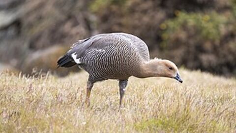 Upland Goose in grassy habitat