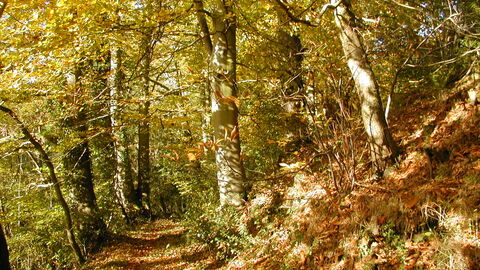 Beech woodland in autumn with a carpet of fallen leaves and sun shine on the bark of trees