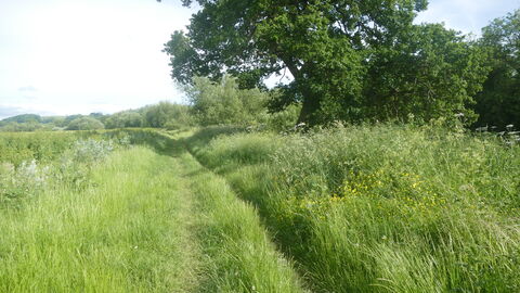 meadow in June