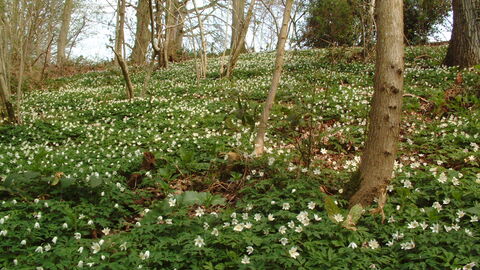 A carpet of wood anemones on the woodland floor