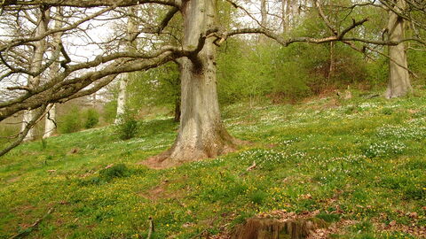 A view of wood pasture habitat at Crow Wood