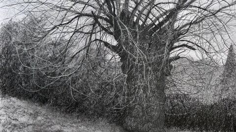 Charcoal drawing of a pollarded tree in winter