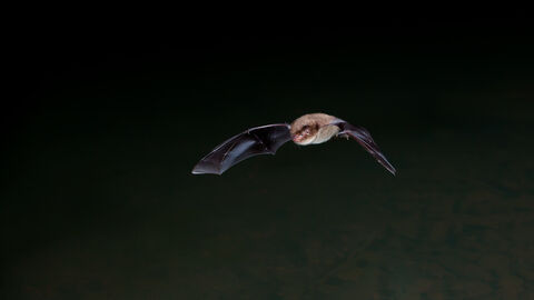 Bat flying