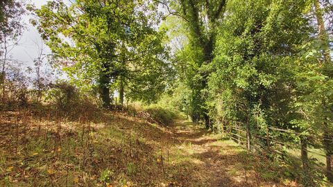 View through sunny woodland