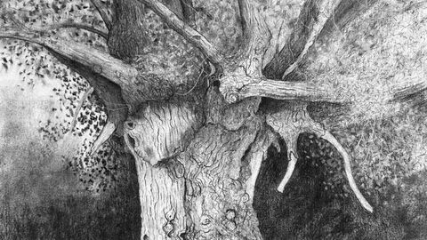 Charcoal drawing of an ancient tree