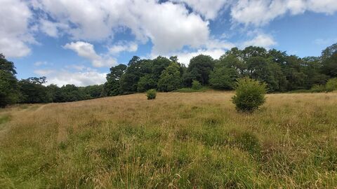 Crow Wood and Meadow